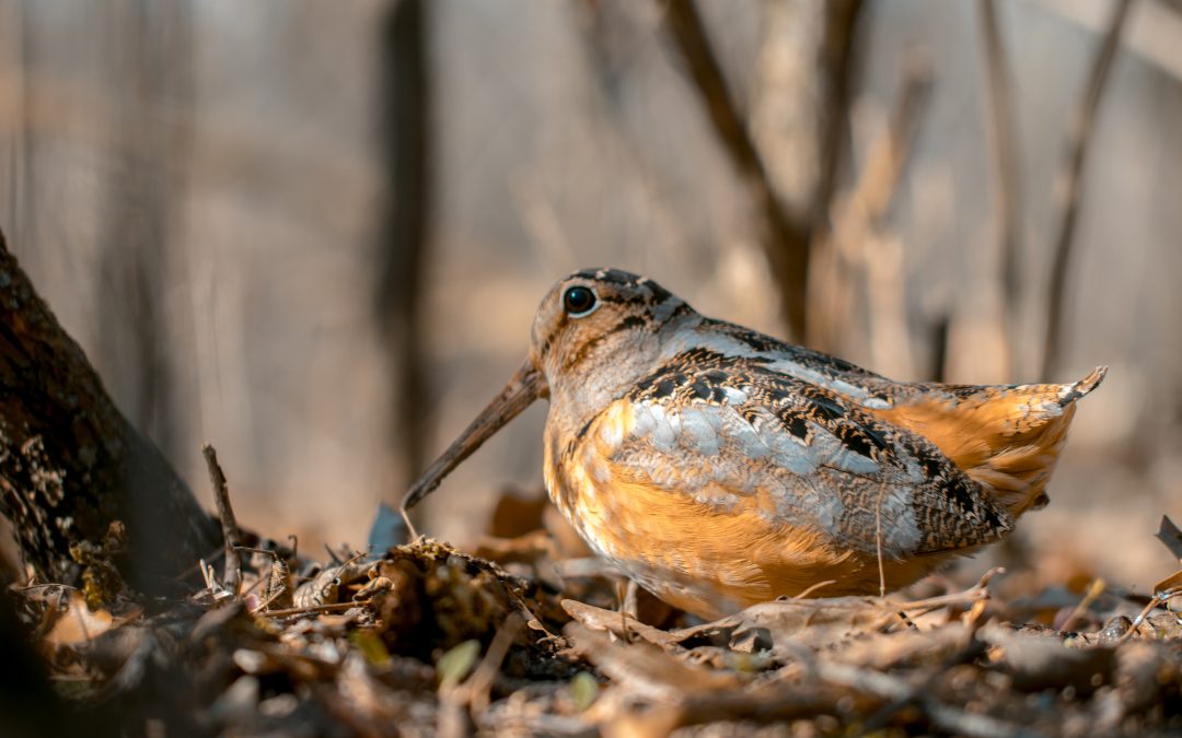 Benefits Depend on Participation